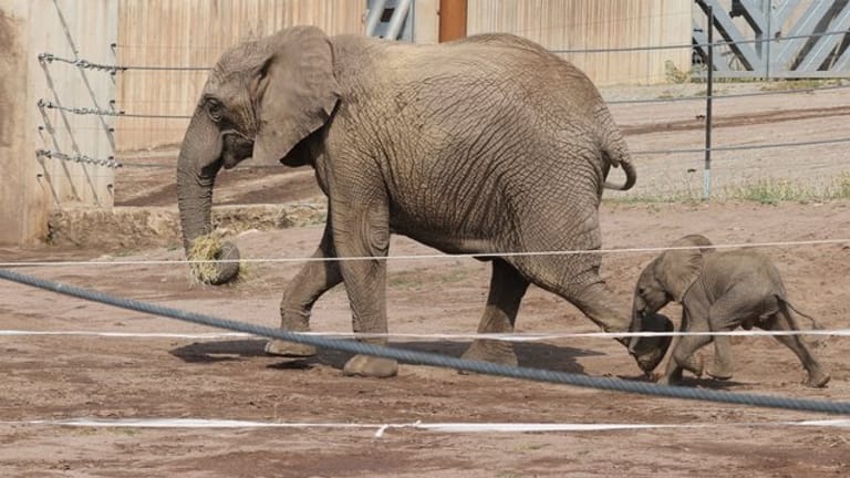 Ein Elefantenbaby läuft mit seiner Mutter Chupa durch das Freigehege im Zoopark: Bald soll das Kalb auch seine anderen Artgenossen im Erfurter Zoo treffen.