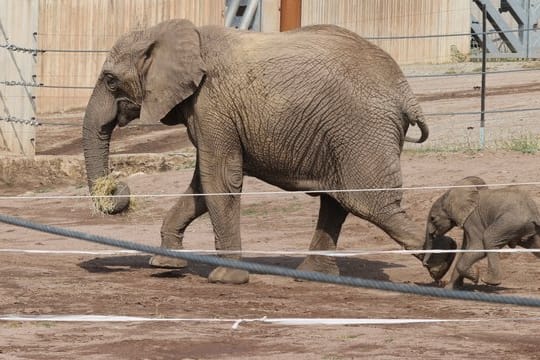 Ein Elefantenbaby läuft mit seiner Mutter Chupa durch das Freigehege im Zoopark: Bald soll das Kalb auch seine anderen Artgenossen im Erfurter Zoo treffen.