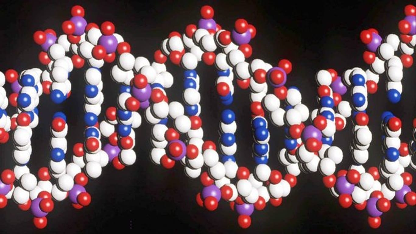 Ein Modell eines menschlichen DNA-Stranges: Wegen Excel mussten Forscher Gene umbenennen.