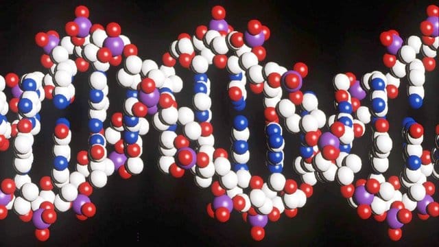 Ein Modell eines menschlichen DNA-Stranges: Wegen Excel mussten Forscher Gene umbenennen.