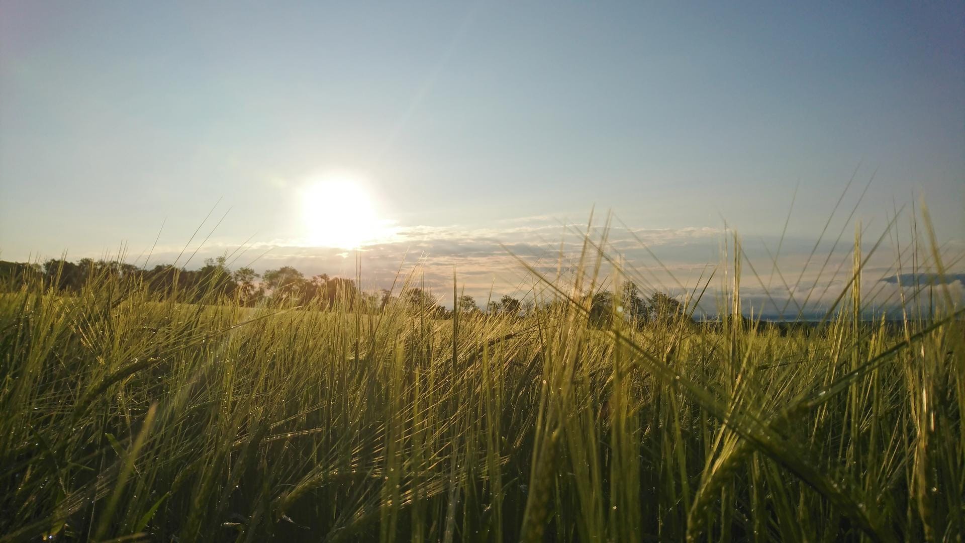 Blick über ein Feld: In Baden-Württemberg wurden erhöhte Ozonwerte gemessen.