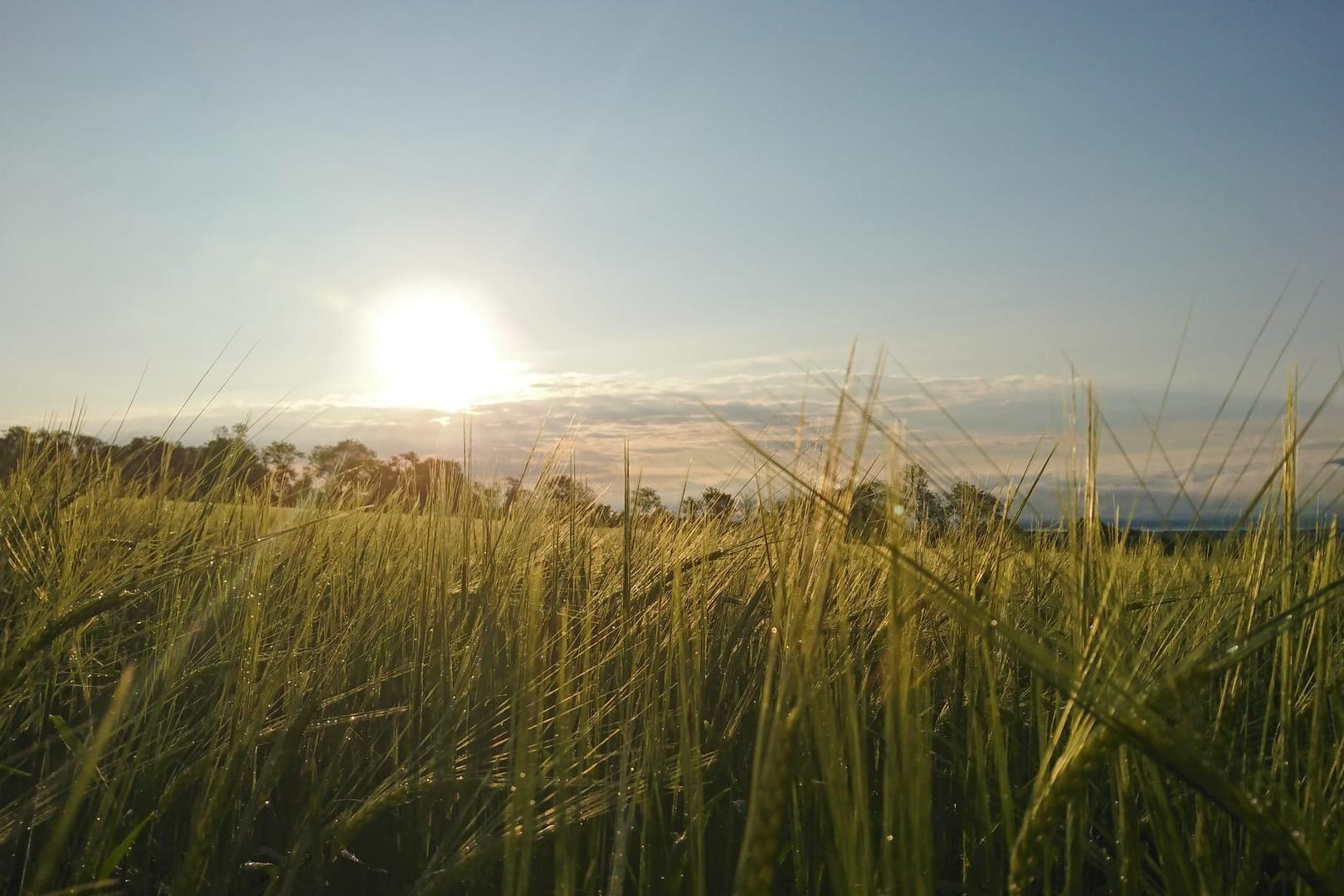 Blick über ein Feld: In Baden-Württemberg wurden erhöhte Ozonwerte gemessen.