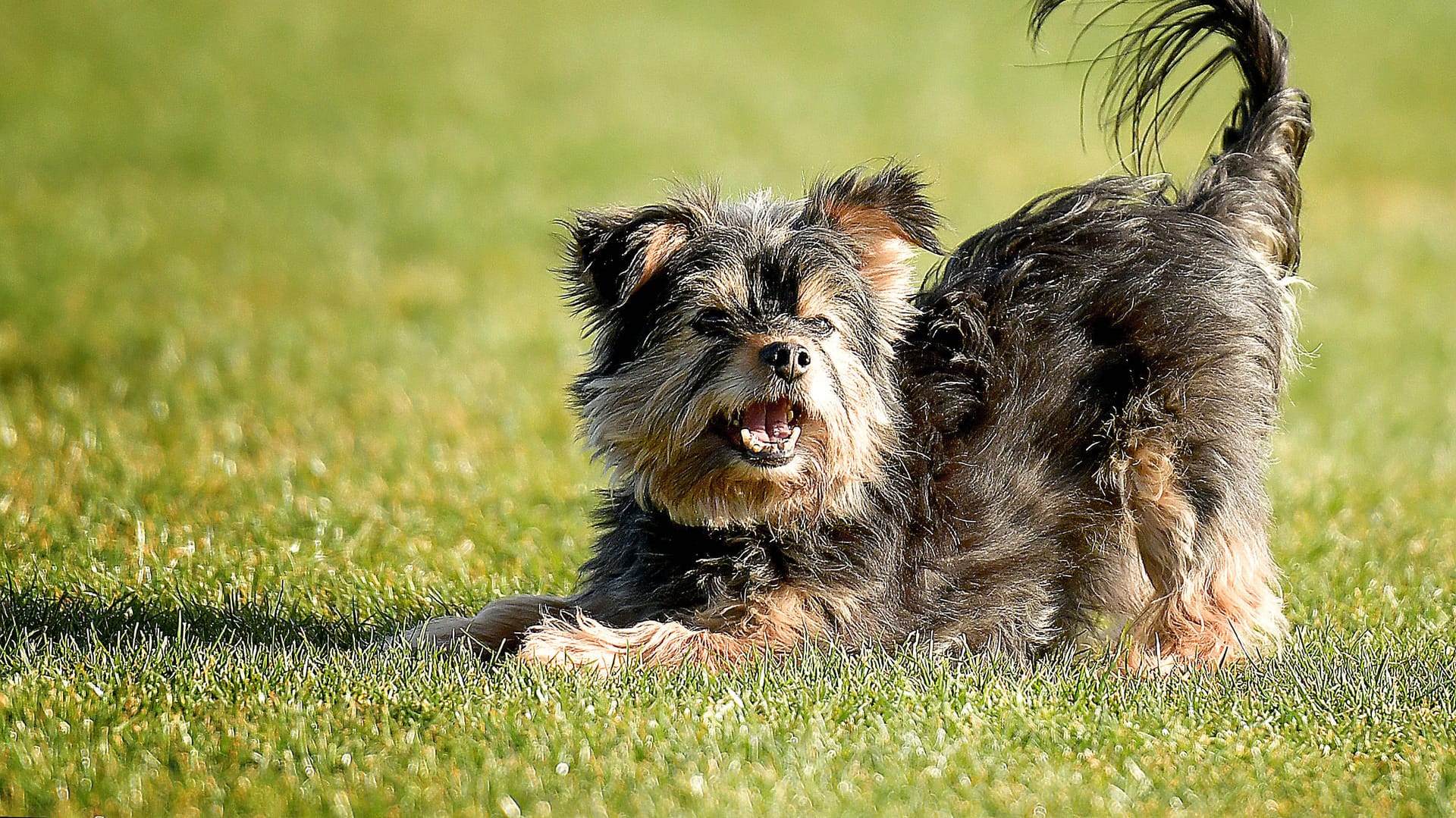 Ein Yorkshire Terrier spielt auf einer Wiese (Symbolbild): In Nürnberg ist ein kleiner Hund dieser Rasse von einem Radfahrer überfahren worden. Ein Yorkshire Terrier spielt auf einer Wiese (Symbolbild): In Nürnberg ist ein kleiner Hund dieser Rasse von einem Radfahrer überfahren worden.