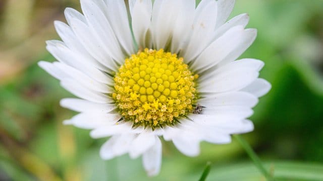 Der Name ist Programm: Die "dauerhafte Schöne" lautet die Übersetzung des botanischen Namens (Bellis perennis) des Gänseblümchens.