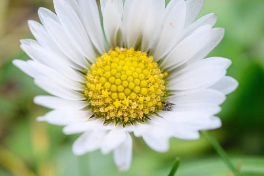 Der Name ist Programm: Die "dauerhafte Schöne" lautet die Übersetzung des botanischen Namens (Bellis perennis) des Gänseblümchens.