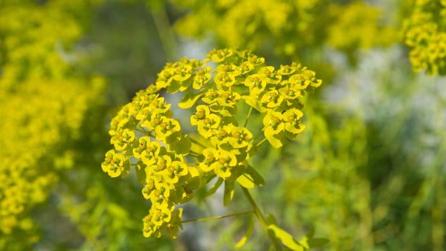 Für Gartenbesitzer kann die Trockenmauer ein echter Hingucker werden - mit der richtigen Bepflanzung, wie beispielsweise der Zypressen-Wolfsmilch (Euphorbia cyparissias).