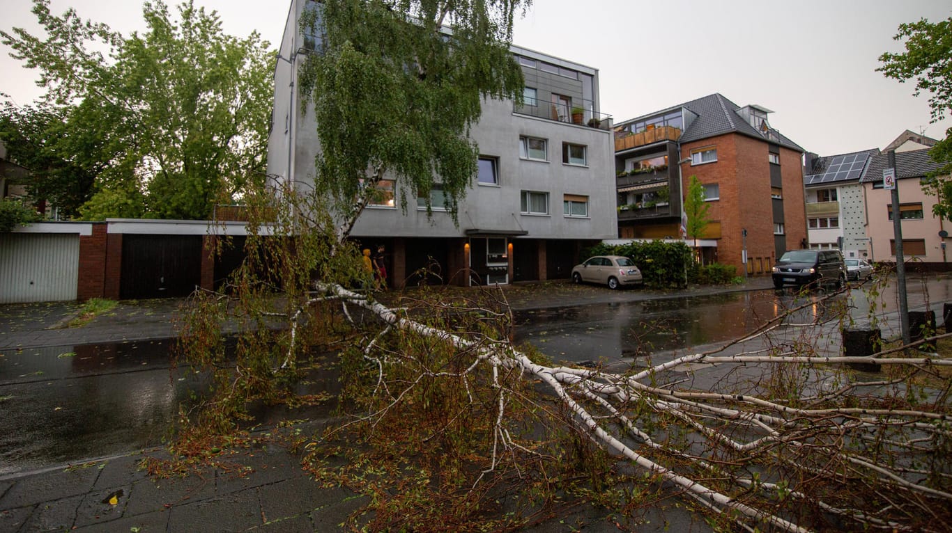 Ein umgestürzter Baum in Bonn: Ein heftiges Gewitter hat für zahlreiche Schäden in der Stadt gesorgt.