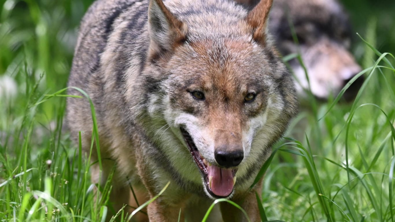 Trotz neuem Gesetz für den Wolfsabschuss wurde im Jahr 2020 noch kein Tier erlegt.