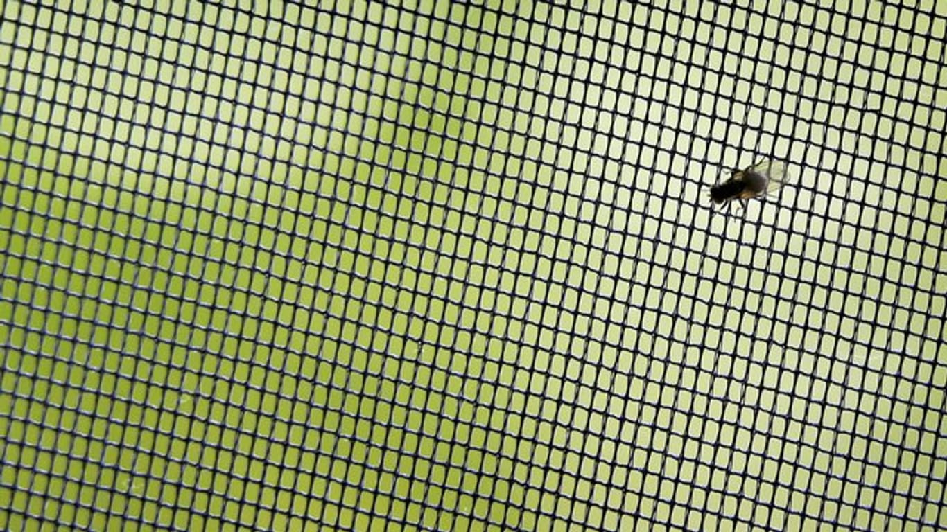Brummer müssen draußen bleiben: Insektenschutzgitter sind ein gutes Mittel gegen Fliegen und andere Nervensägen.