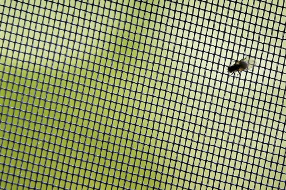 Brummer müssen draußen bleiben: Insektenschutzgitter sind ein gutes Mittel gegen Fliegen und andere Nervensägen.
