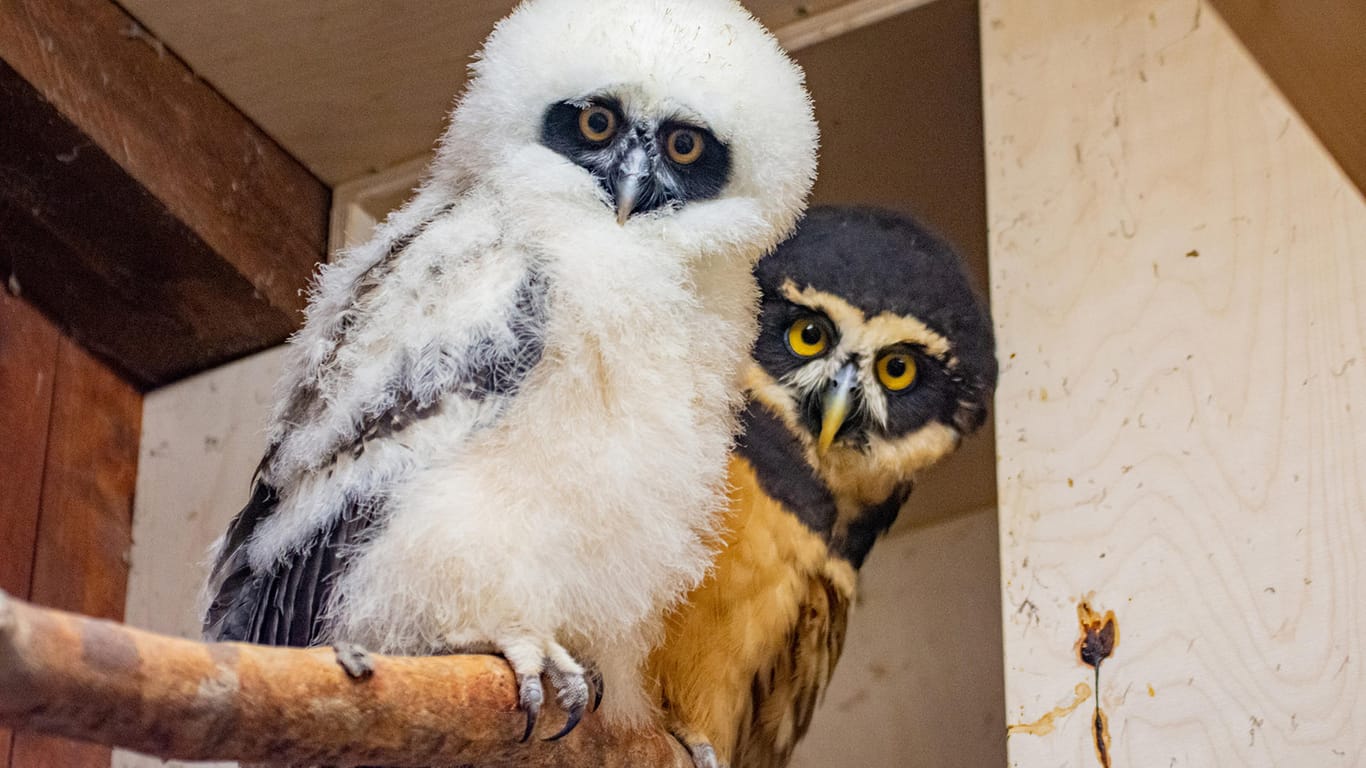 Ein junger Brillenkauz neben seiner Mutter: Im Dortmunder Zoo gibt es erstmals Nachwuchs bei der Eulenart.