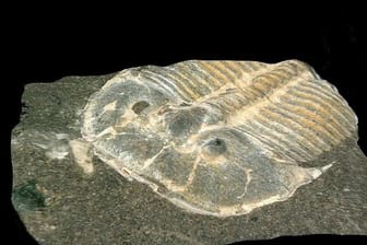 Der Trilobit: Forscher haben erstaunliche Parallelen zu heutigen Insekten entdeckt.