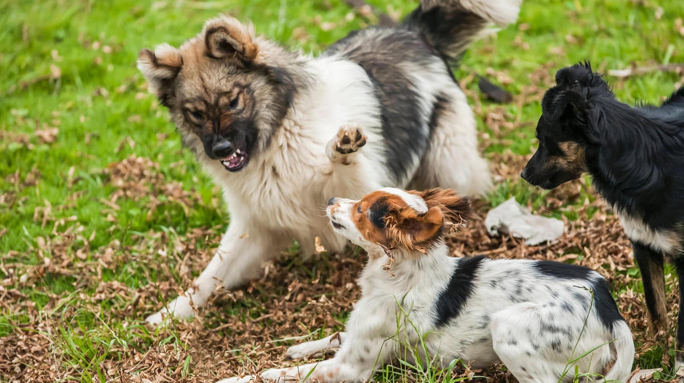 Drei Hunde (Symbolbild): Bei einer heftigen Auseinandersetzung auf einer Hundewiese in Witten zückte einer der Hundebesitzer plötzlich ein Messer.