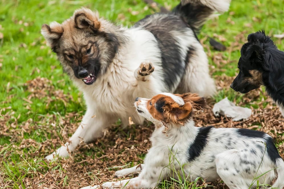 Drei Hunde (Symbolbild): Bei einer heftigen Auseinandersetzung auf einer Hundewiese in Witten zückte einer der Hundebesitzer plötzlich ein Messer.