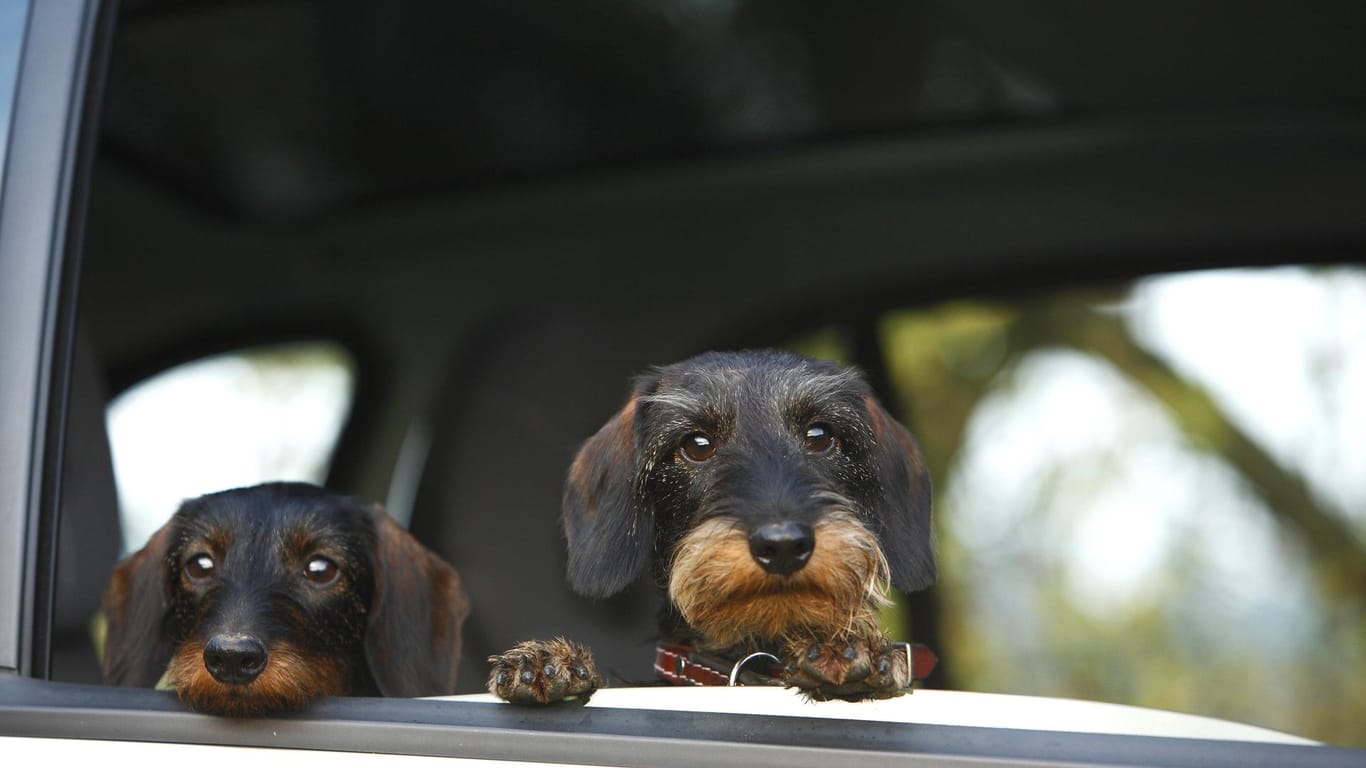 Hunde: Im Sommer steigen die Temperaturen im Auto schnell an. Für die Tiere bedeutet dies: Lebensgefahr. (Symbolbild)