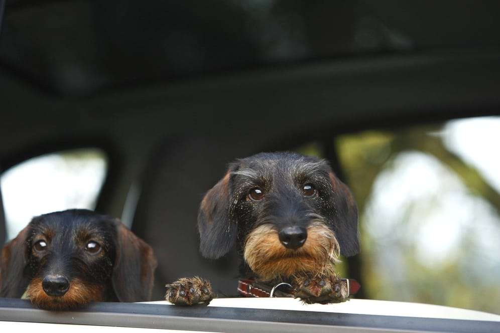 Hunde: Im Sommer steigen die Temperaturen im Auto schnell an. Für die Tiere bedeutet dies: Lebensgefahr. (Symbolbild)