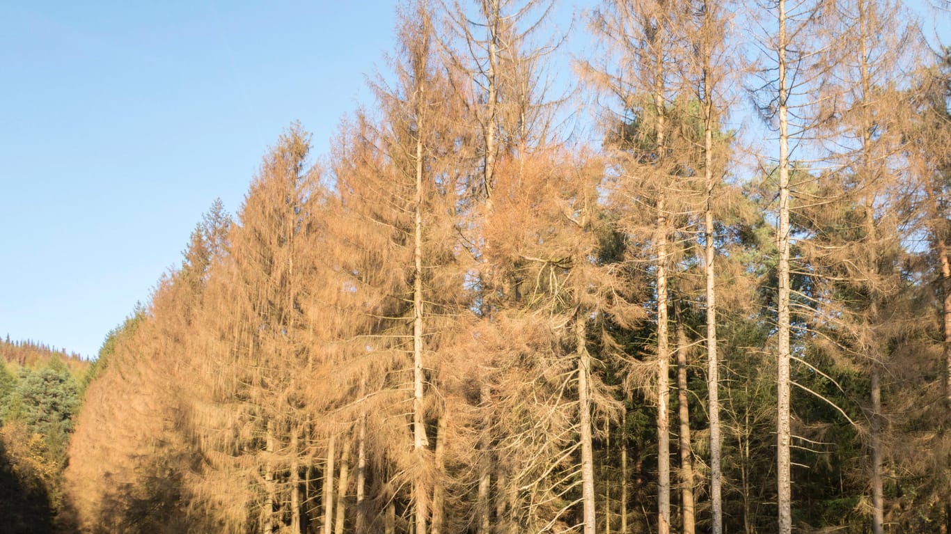 Abgestorbene, vertrocknete Fichten in Bielefeld: Der Bestand der Fichten im Stadtwald ist bedroht.
