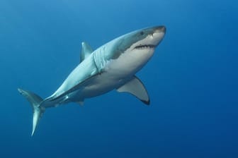 Weißer Hai: In Australien konnte ein Mann seine Frau durch eine Prügelattacke auf das Tier retten.