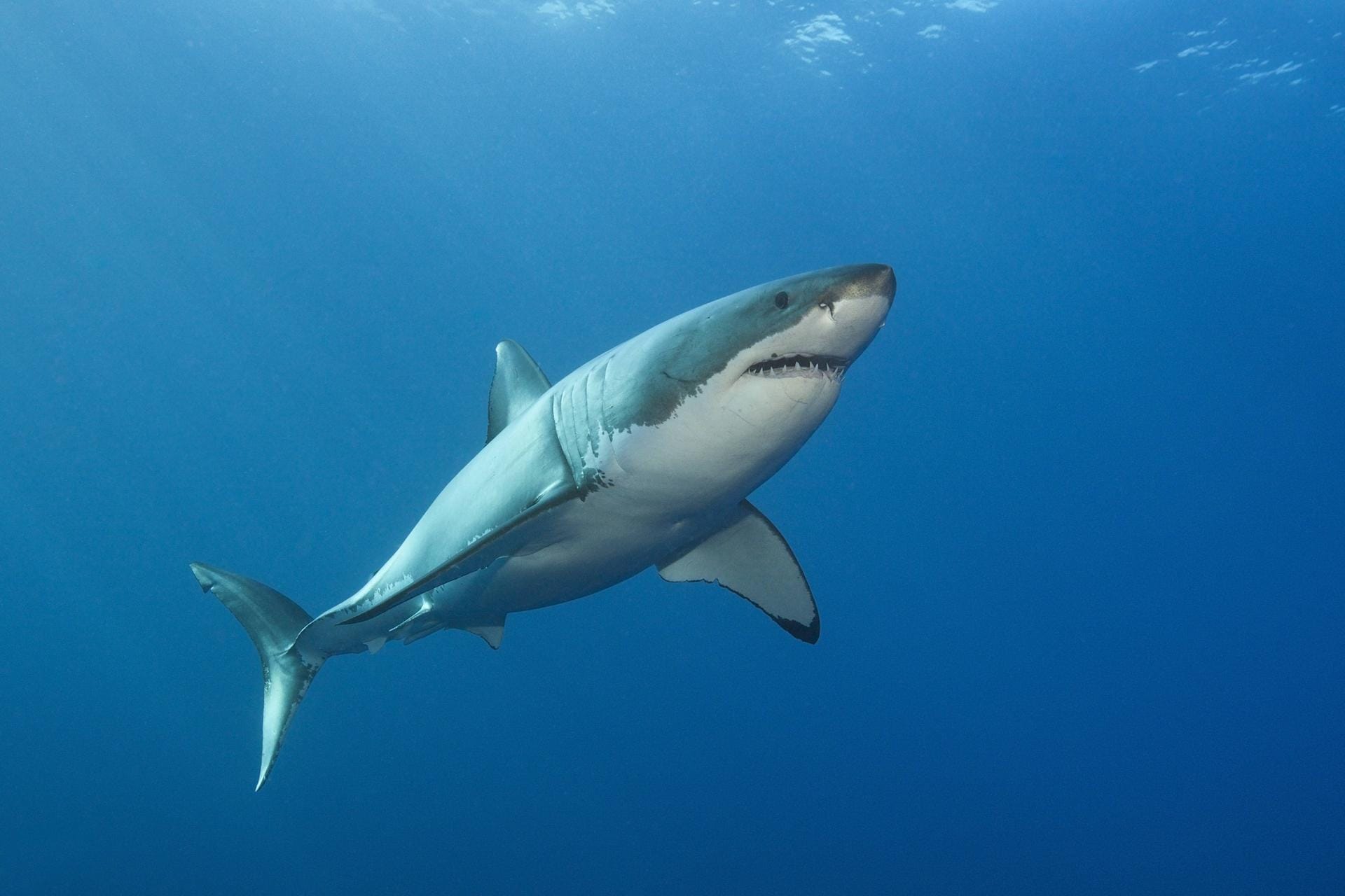 Weißer Hai: In Australien konnte ein Mann seine Frau durch eine Prügelattacke auf das Tier retten.