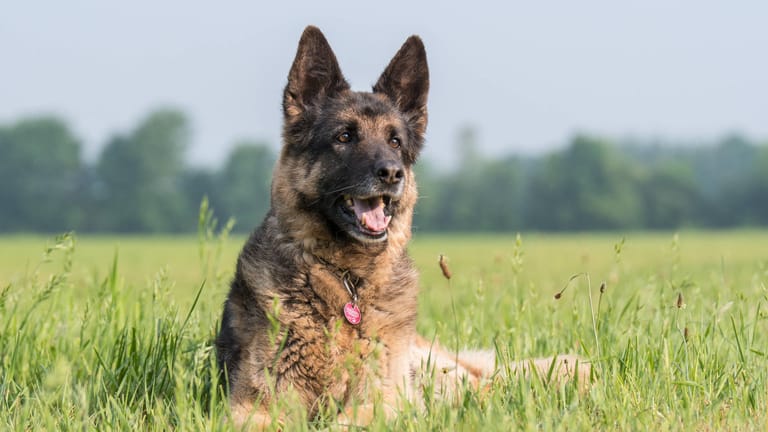 Ein Schäferhund (Symbolbild): In Nürnberg ist ein Hund von der Polizei erschossen worden.