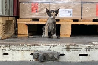 Eine Katze sitzt im Container eines Lastwagens: Das Tier aus Tunesien ist an Bord eines verplombten Lkw-Anhängers nach Kahl am Main im Landkreis Aschaffenburg gereist.