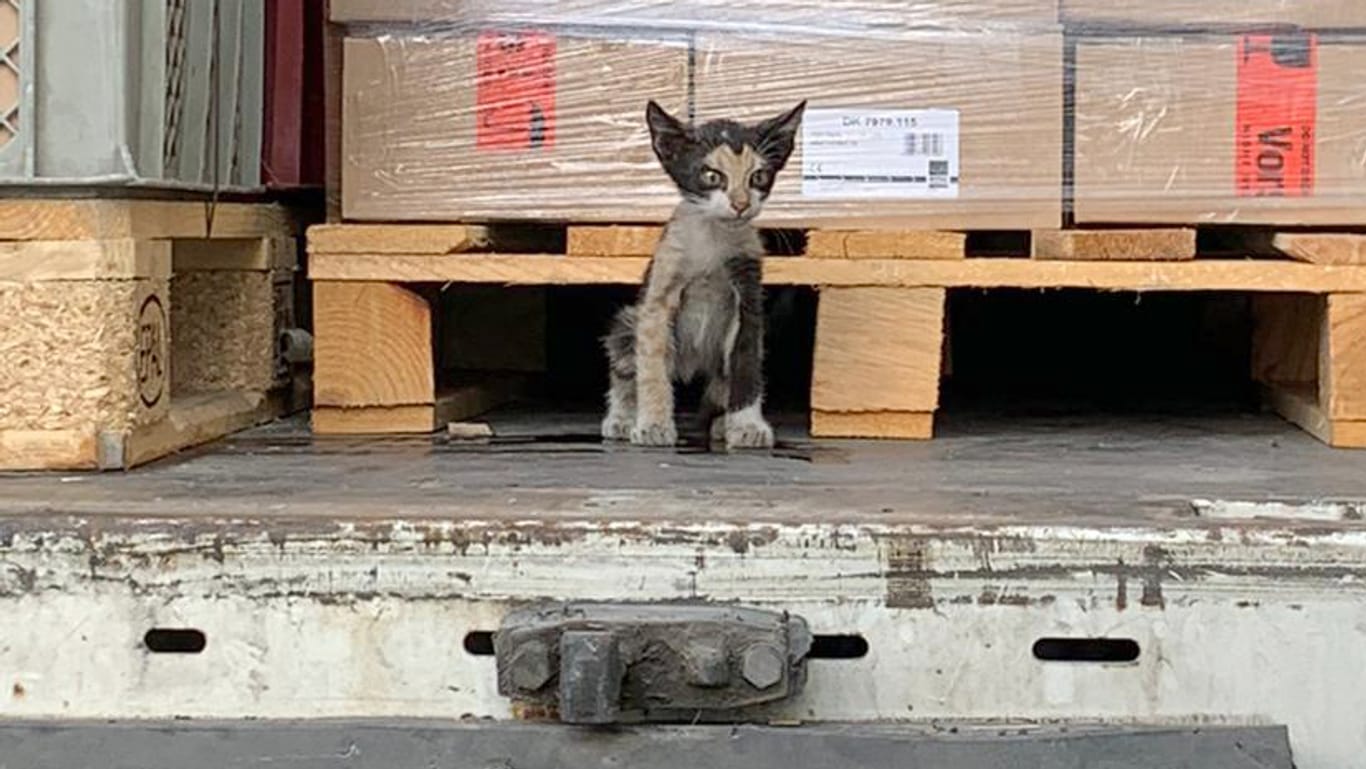 Eine Katze sitzt im Container eines Lastwagens: Das Tier aus Tunesien ist an Bord eines verplombten Lkw-Anhängers nach Kahl am Main im Landkreis Aschaffenburg gereist.