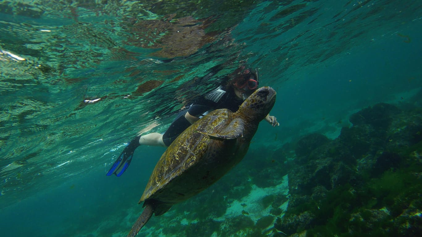Meeresschildkröte und Taucher vor San Cristobal: Die Galápagos-Inseln gelten als einmaliges Naturparadies.