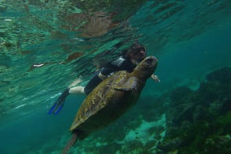 Meeresschildkröte und Taucher vor San Cristobal: Die Galápagos-Inseln gelten als einmaliges Naturparadies.