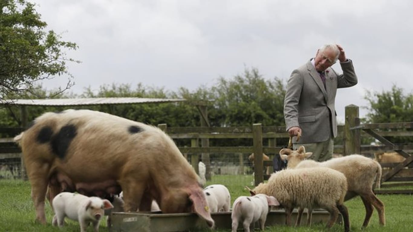 Prinz Charles ist in Großbritannien einer der Pioniere der ölologischen Landwirtschaft.