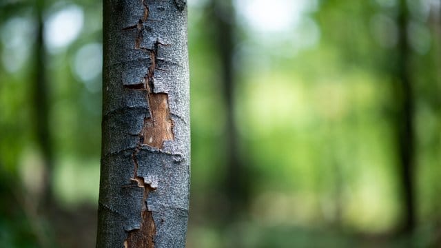Die Rinde einer Buche ist durch die anhaltende Hitze aufgeplatzt.
