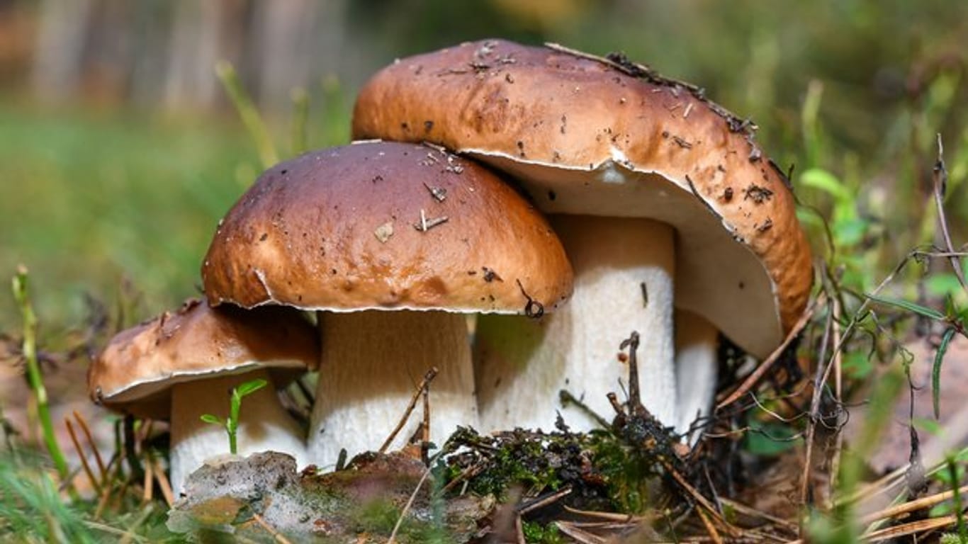 Steinpilze: Sie gehören zu den beliebtesten Pilzsorten.