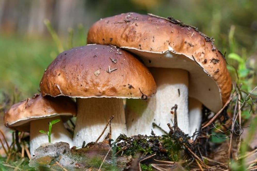 Steinpilze: Sie gehören zu den beliebtesten Pilzsorten.