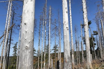 Waldsterben im Harz: Dürren, Unwetter und Schädlingsbefall setzen dem deutschen Wald zu.