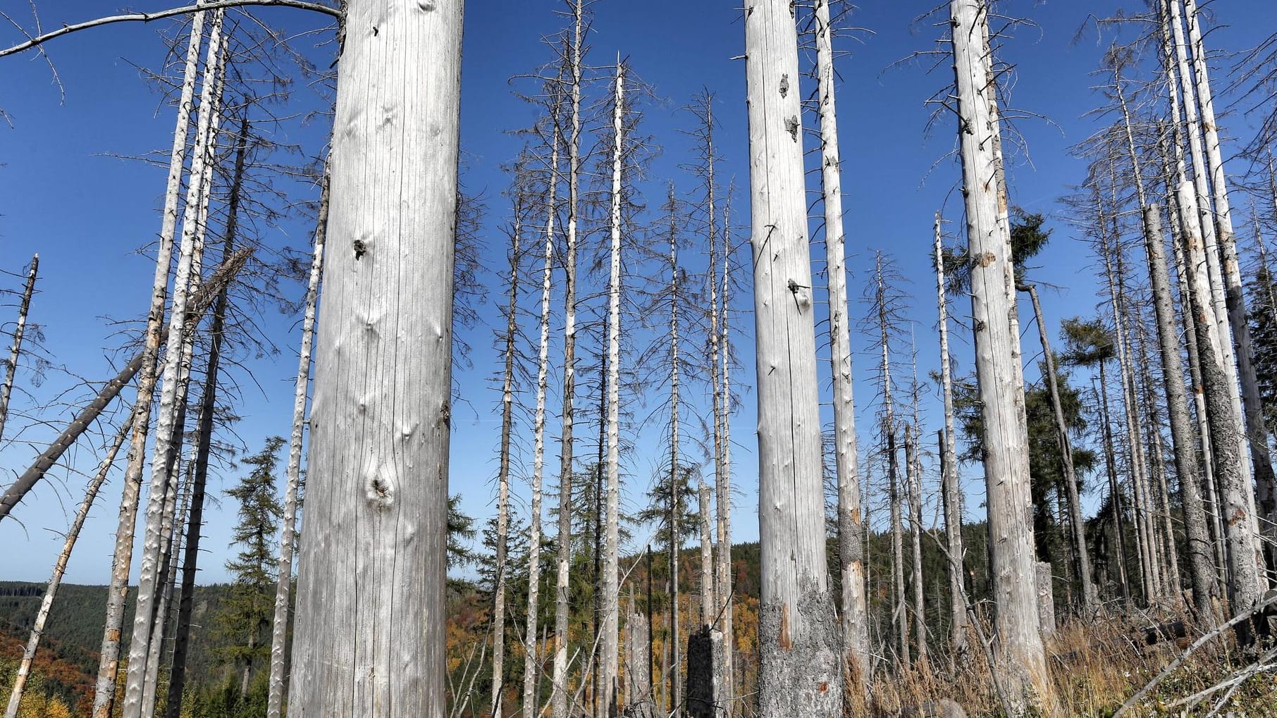 Waldsterben im Harz: Dürren, Unwetter und Schädlingsbefall setzen dem deutschen Wald zu.