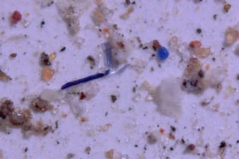 Eine starke Vergrößerung unter dem Mikroskop erlaubt Foschern das Zählen und Zuordnen von Mikroplastikstücken.