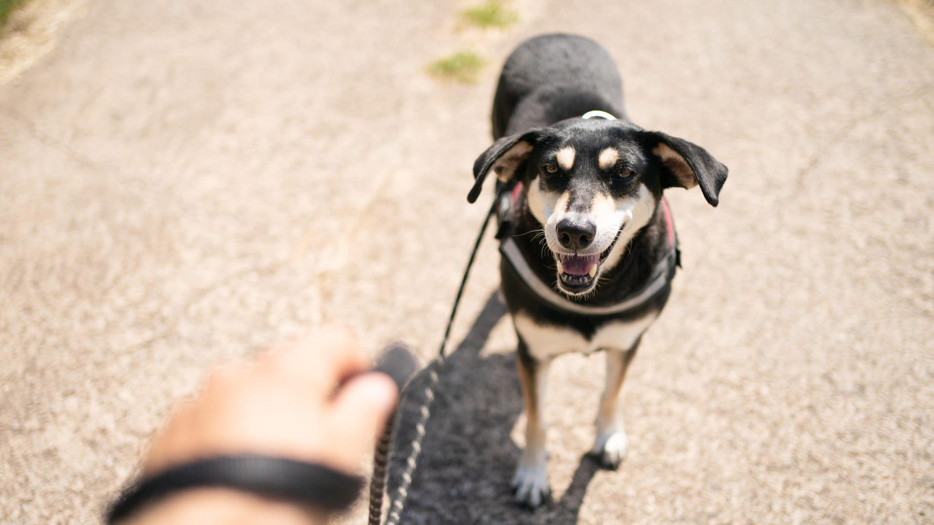 Gassigehen: Die Bedingungen vieler Hunde bei Züchter und Halter sollen verbessert werden.