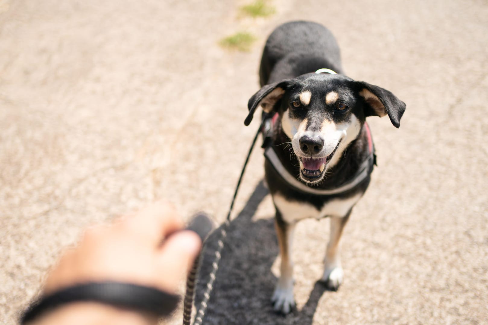 Gassigehen: Die Bedingungen vieler Hunde bei Züchter und Halter sollen verbessert werden.