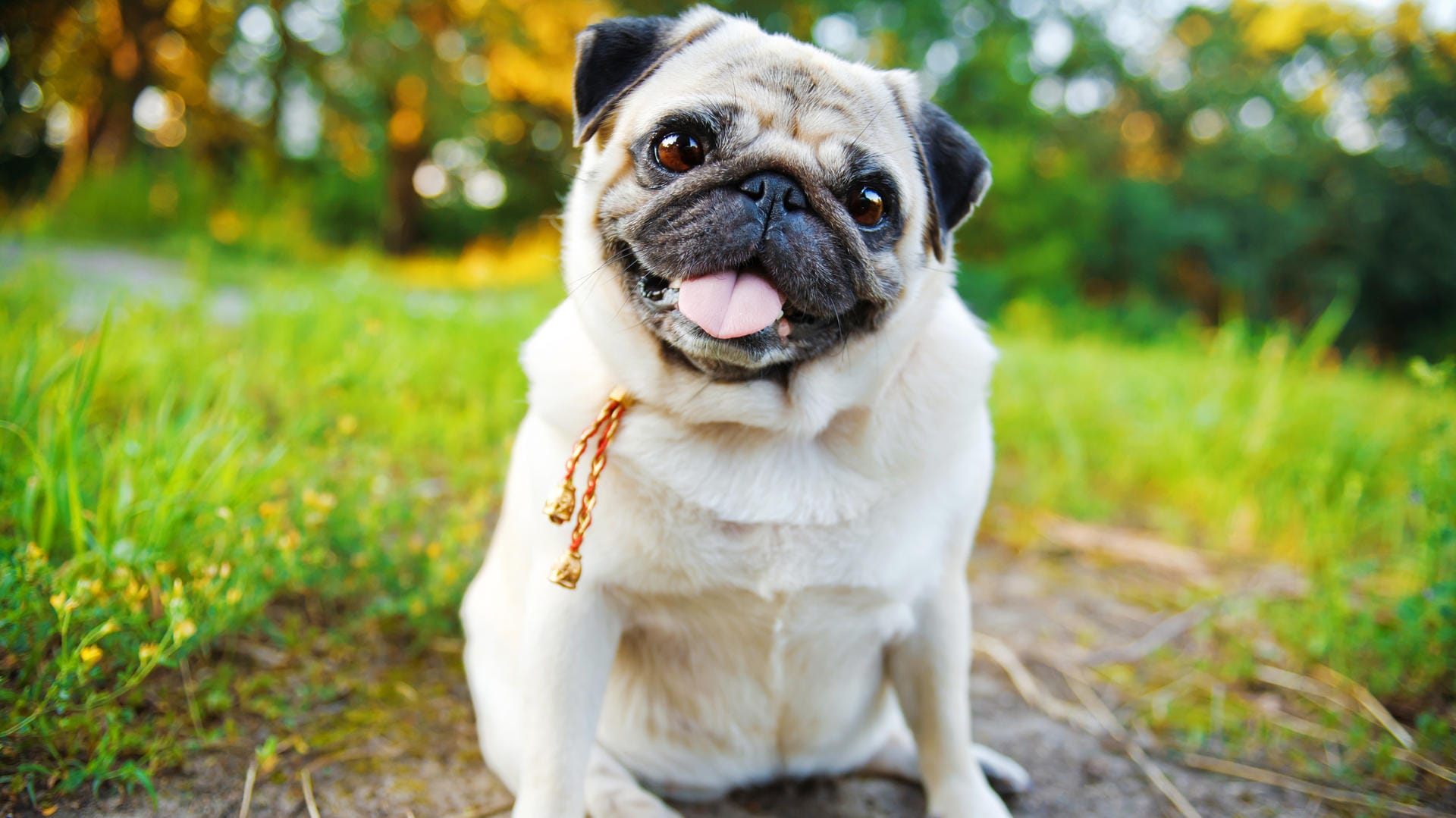 Mops: Bei dieser Hunderasse treten oft Atembeschwerden auf.