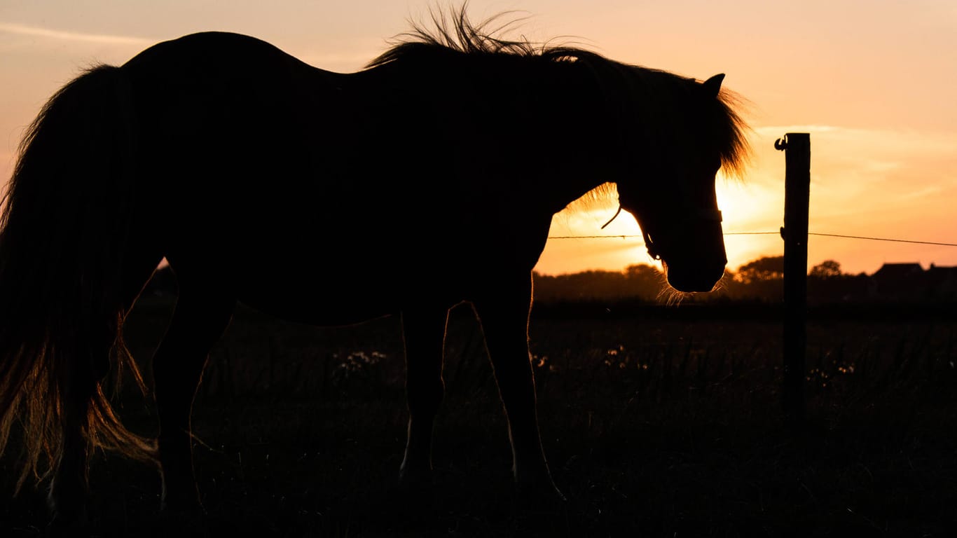 Pferd auf einer Weide: Mehrere Tiere sind in Frankreich verstümmelt worden.