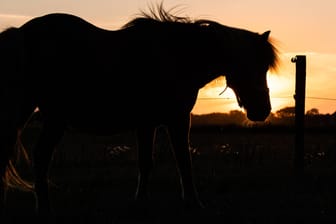 Pferd auf einer Weide: Mehrere Tiere sind in Frankreich verstümmelt worden.