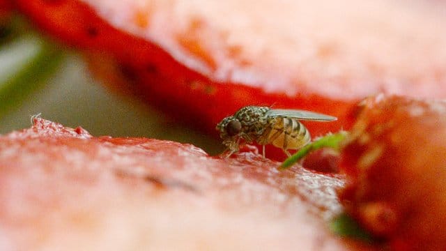 Fruchtfliegen werden von Obst angelockt.