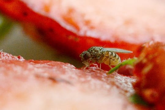 Fruchtfliegen werden von Obst angelockt.