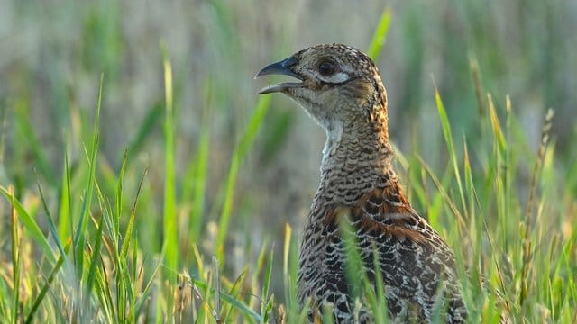 Ein Rebhuhn steht im Morgenlicht in einer Wiese Ein Rebhuhn steht im Morgenlicht in einer Wiese
