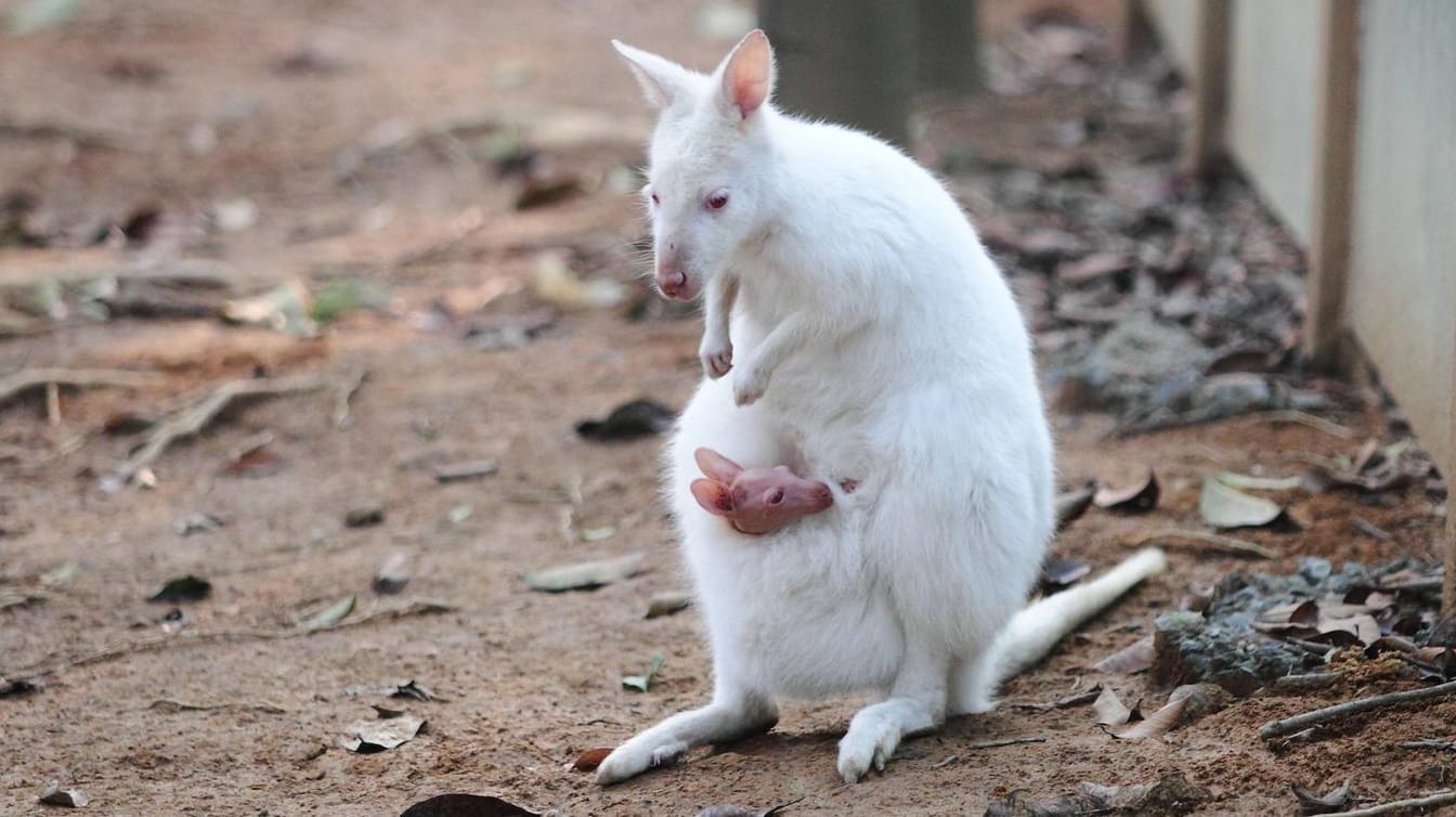 Ein Albino-Känguru-Baby (Symbolbild): Im Siegelbacher Zoo ist ein Tier-Baby spurlos verschwunden.