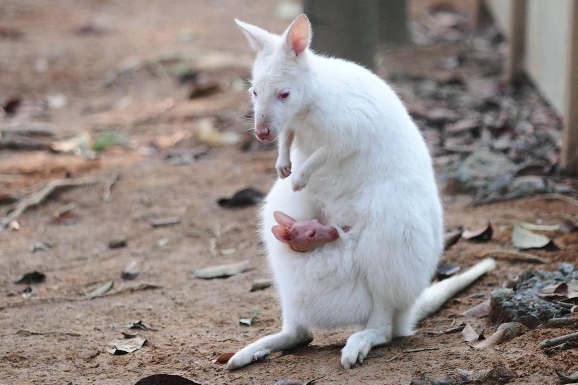 Ein Albino-Känguru-Baby (Symbolbild): Im Siegelbacher Zoo ist ein Tier-Baby spurlos verschwunden.