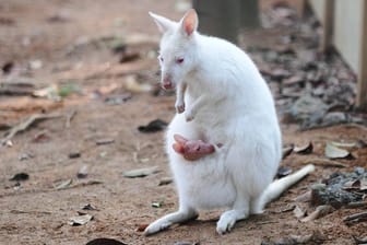 Ein Albino-Känguru-Baby (Symbolbild): Im Siegelbacher Zoo ist ein Tier-Baby spurlos verschwunden.