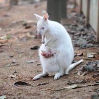 Ein Albino-Känguru-Baby (Symbolbild): Im Siegelbacher Zoo ist ein Tier-Baby spurlos verschwunden.