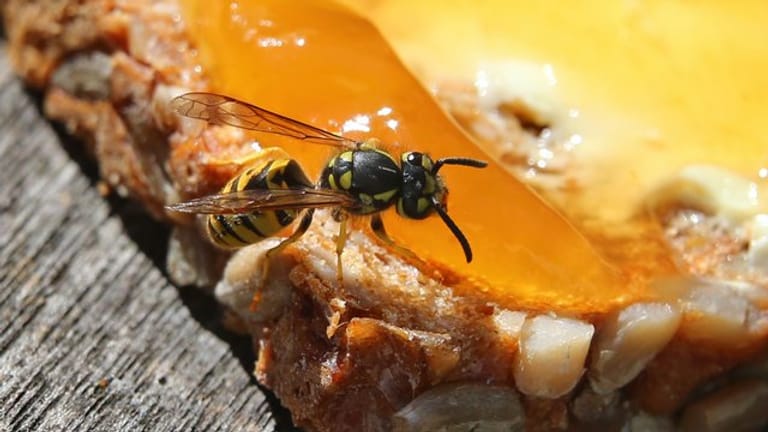 Eine Wespe auf einem Brot: Die Insekten bevorzugen zurzeit Süßspeisen.