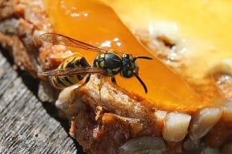 Eine Wespe auf einem Brot: Die Insekten bevorzugen zurzeit Süßspeisen.
