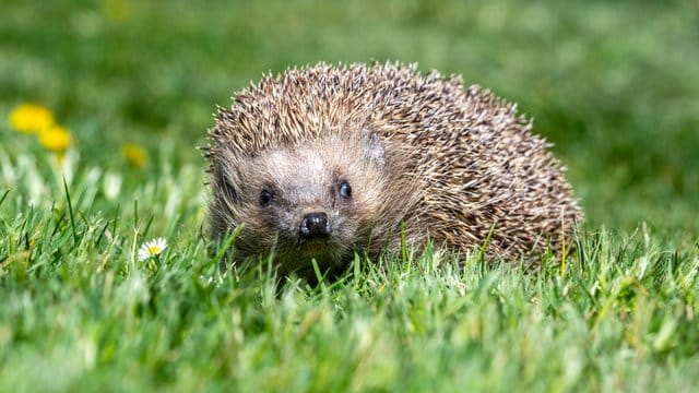 Igel: Damit der nützliche Igel auch im nächsten Jahr noch Schädlinge an Pflanzen bekämpft, sollten Gartenbesitzer das Tier jetzt zusätzlich füttern.